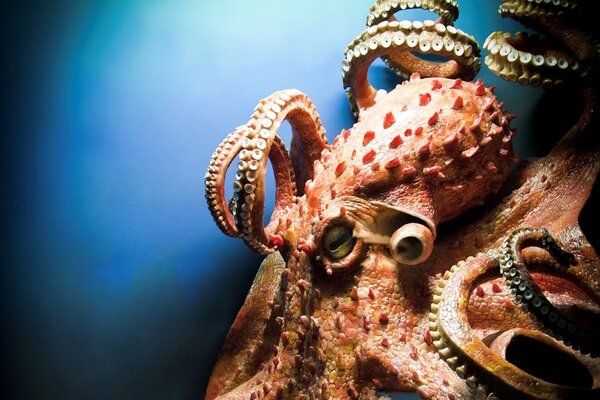 Ссылка на кракен зеркало