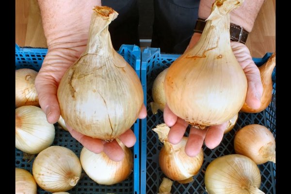 Ссылка на кракен через тор